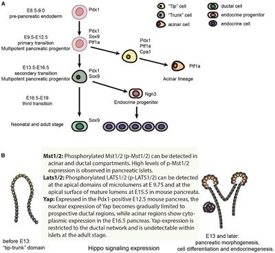 Hippo Signaling Pathway in Pancreas Development